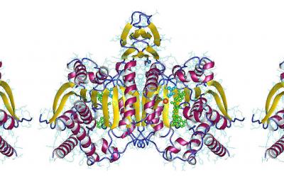 protein structure of IDH1