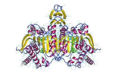 protein structure of IDH1